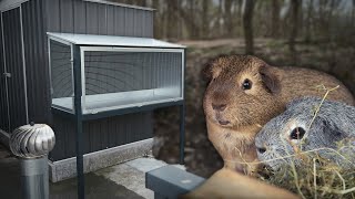 DIY Guinea Pig Cage Build [upl. by Dibbrun]