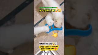 Kittens First Time Eat Food In Life😂🐈 cat kitten viralshort shorts ytshorts foryou funny cat [upl. by Ernestus175]