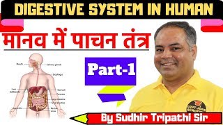 Digestive System in Humanमानव में पाचन तंत्रScience Biology For RRB NTPCSSCUPSCUPPSCBPSC1 [upl. by Cob]