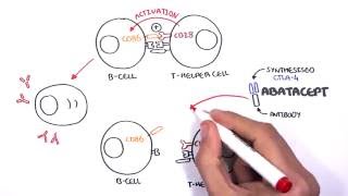 The function of abatacept [upl. by Hamlin]