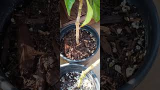 Jalapeno Plants keep on Producing [upl. by Anomar]