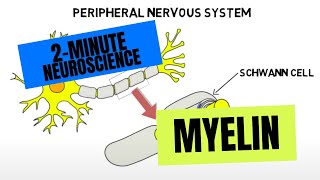 2Minute Neuroscience Myelin [upl. by Elacim989]