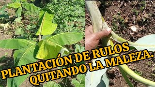 REPLANTAMOS LAS MATAS DE RULOS Y PASO ALGO INESPERADO  LIEMPIAMOS EL SUELO DE LA MALEZA [upl. by Esital92]