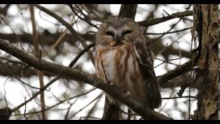 Northern sawwhet owl  Aegolius acadicus [upl. by Enivid]