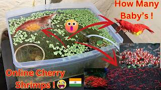 How to Care amp Acclimate Cherry shrimps in Best way [upl. by Leibrag]