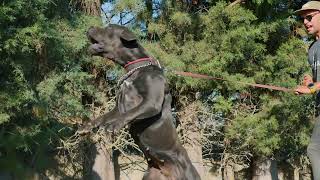 Unleashing the Power amp Control of The Boerboels Incredible Bite Work amp Obedience Training [upl. by Borries837]