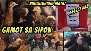 Alternative na gamot sa sipon ng mga sisiw commercial na gamot [upl. by Ravo742]