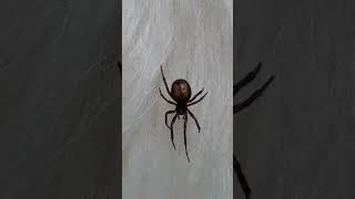 Beautiful and active female Steatoda bipunctata [upl. by Glynis]