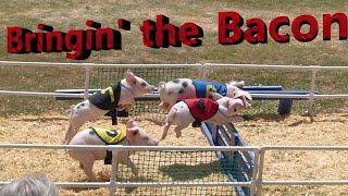 AllAlaskan Racing Pig races at OC Fair [upl. by Nodmac]