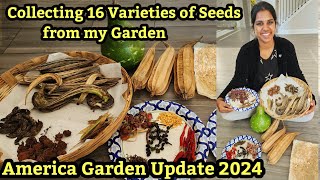 Collected 16 Varieties of Seeds from my Garden for Next Season  Happy Vlog tamil usa 2024 vlog [upl. by Tanberg546]