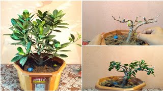 How To Make A Ficus Bonsai [upl. by Klecka307]