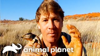 Steve Irwin Encounters Cute Lizards amp Deadly Snakes  Crocodile Hunter  Animal Planet [upl. by Nace]