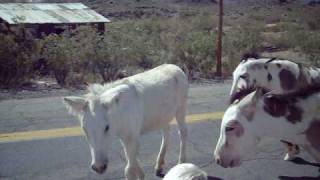 Attacked By Wild Burros In Oatman Arizona [upl. by Swerdna]