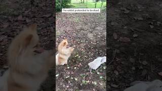 Dog and rabbits🐕🥰🐇rabbits dog fyp doglover dogsoftiktok [upl. by Ayatnwahs]