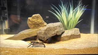 Red claw crayfish care cherax quadricarinatus [upl. by Berhley]