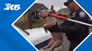 Tacoma police capture pig on the loose [upl. by Bibeau923]