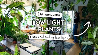 TOP 10 Low Light Houseplants  Understanding Low Light In Your Home 🌿 [upl. by Sydney]