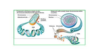 Difference between circular and Linear DNA [upl. by Suirada934]