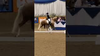 Hilkens Showgirl  FEI dressage pony [upl. by Secundas]