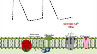 Mechanism of Action for Adenosine [upl. by Ailices]