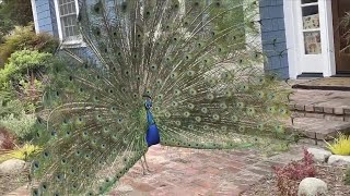 Hundreds of Peacocks Take Over California Town [upl. by Branca]