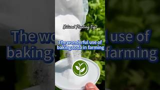 The wonderful use of baking soda in farming shortvideo garden howto youtubeshorts plants [upl. by Latsyek381]