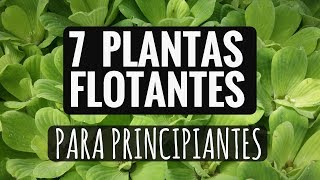 7 PLANTAS ACUATICAS PARA TU ACUARIO DE AGUA DULCE PRINCIPIANTE [upl. by Bonacci]