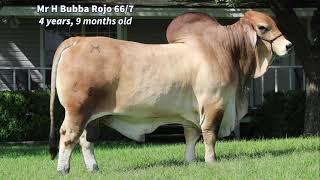 Mr H Bubba Rojo 667 [upl. by Edlyn]