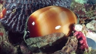 Molluscs  Reef Life of the Andaman  Part 14 [upl. by Ackler]