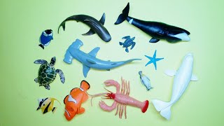 Collect 7 Sea Animals Clown Fish Hammerhead Shark Orca Whale Hermit Crab Goblin Shark Sailfish [upl. by Acim]