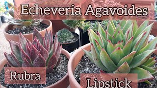 Echeveria Agavoides Rubra Lipstick Agavoides [upl. by Berny847]