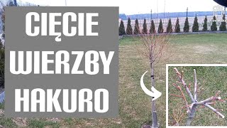 Wiosenne cięcie wierzby Hakuro  jak przyciąć wierzbę japońska Nishiki [upl. by Ahsotan859]