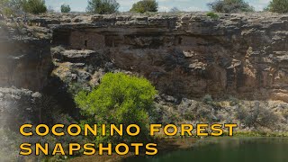 Coconino Forest Snapshots [upl. by Christenson]