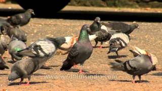 Pigeons eating grain in Kolkata [upl. by Oelgnaed]