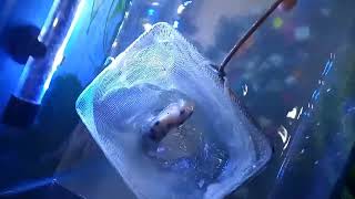 how to change water of aquarium part 1 [upl. by Ycam]