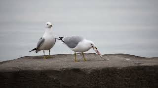 Ringbilled Gulls Fighting over a Fish [upl. by Airdnaz]