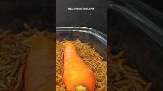 Mealworms Vs 🥕 🥒 and 🍆 food wormlapse petfood insects mealworms petcare MealwormTimelapse [upl. by Conley676]