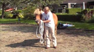 Spiegelen met paarden [upl. by Leicam544]