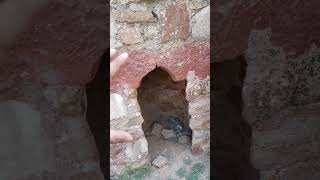 700 Years Old Bukhari inside the Palace of Ghiyasuddin Tughlaq at Tughlaqabad FortDelhishorts [upl. by Ecinaj321]