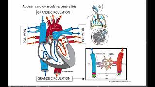 Généralités sur lappareil cardiovasculaire [upl. by Nuhsar]