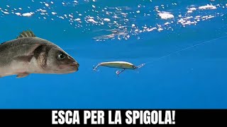 LESCA per pescare la SPIGOLA a SPINNING il MINNOW [upl. by Yrellav200]