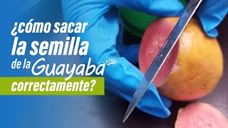 🧿 Cómo sacar las MEJORES SEMILLAS de GUAYABA 💡 Cómo conservar y secar semillas [upl. by Neyrb]