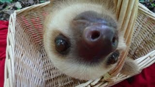 Cute curious sloth [upl. by Nywg]