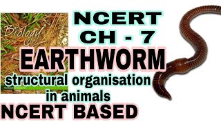 EARTHWORM  Structural Organisation in Animals Biology Class 11 Lecture 7 for NEETAIIMS [upl. by Laubin]