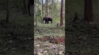 Incredible Wild Elephant Sighting [upl. by Hurlow]