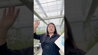 🌿 Inside BAOLIDA’s Intelligent Tomato Greenhouse The Future of Farming 🌿 [upl. by Enella109]