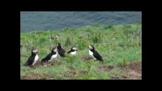 Puffins Flying in slow motion [upl. by Kikelia]