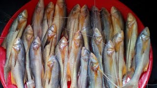 Topse fish recipe [upl. by Woolson532]