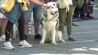 Concurso Nacional Canino reinosa 2024 [upl. by Lledualc]