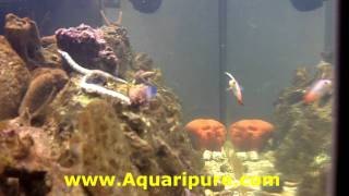 Aquariums Fish Microfauna and Aquaripure [upl. by Lydie446]